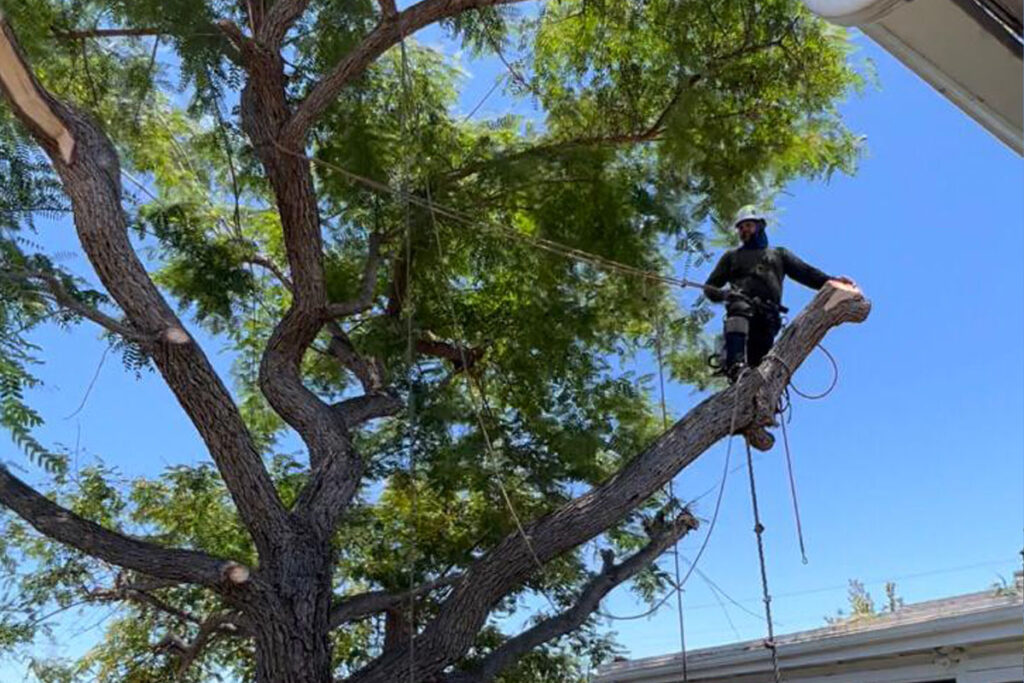 Tree Dro Pedro Tree Service – Professional Tree Services. We specialize in tree ...